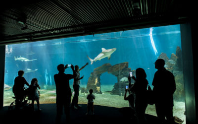 All’Acquario di Genova? Gli studenti ci vanno in pullman!